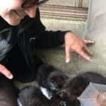 Grant Morrison Instagram – Happy International Cat Day! #kittens #cats #internationalcatday #catdaddy #catsofinstagram #kittensofinstagram