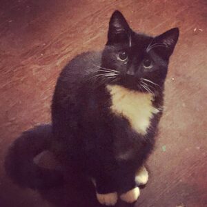 Grant Morrison Instagram - Happy Thanksgiving #catsofinstagram #thanksgiving