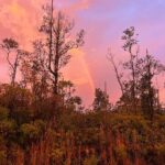 Hāwane Rios Instagram - my beloved adores twilight she loves to see the night make way for the day so much so that when i wake up before sunrise all i see is Hōpoelehua in land and sky to hold and be held by her and everything she loves what a gift today i poured honey on my heart and welcomed the storms of Lono within & without i leaned deeply into the sweetness of fresh rain on lehua blossoms and sang sweet songs for a world that has become too bitter waiho‘olu‘u(lu‘u kaumaha)