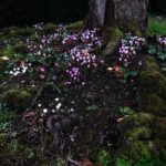 Halyna Hutchins Instagram - Ireland ❤️ #birrcastle #ireland #texture #magic