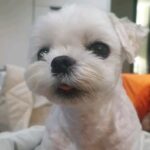 Han Go-eun Instagram – 귀여운 내 하루.. 소중한 내 하루..♡♡♡, not a pup. 11 years old big lady~♡♡♡