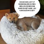Hasse Hope Instagram - Valpen min har blitt storyteller! Håper dere vil gi ham den respekten og oppmerksomheten han fortjener 🙂