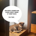 Hasse Hope Instagram - Valpen min har blitt storyteller! Håper dere vil gi ham den respekten og oppmerksomheten han fortjener 🙂