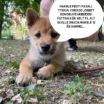Hasse Hope Instagram - Valpen min har blitt storyteller! Håper dere vil gi ham den respekten og oppmerksomheten han fortjener 🙂
