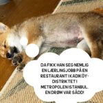Hasse Hope Instagram - Valpen min har blitt storyteller! Håper dere vil gi ham den respekten og oppmerksomheten han fortjener 🙂