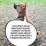 Hasse Hope Instagram - Valpen min har blitt storyteller! Håper dere vil gi ham den respekten og oppmerksomheten han fortjener 🙂