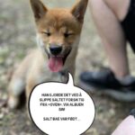 Hasse Hope Instagram - Valpen min har blitt storyteller! Håper dere vil gi ham den respekten og oppmerksomheten han fortjener 🙂