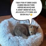 Hasse Hope Instagram - Valpen min har blitt storyteller! Håper dere vil gi ham den respekten og oppmerksomheten han fortjener 🙂