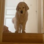 Henri Alén Instagram – Se on maanantai koirallakin. 

Vähän unihiekkaa silmissä ja tukka pörröllä mutta häntä heiluen kohti viikkoa! 

#maanantai #seljathedog #dogsofinstagram #goldenretriever #unihiekkaa