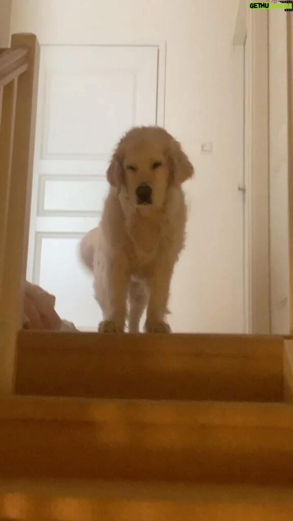 Henri Alén Instagram - Se on maanantai koirallakin. Vähän unihiekkaa silmissä ja tukka pörröllä mutta häntä heiluen kohti viikkoa! #maanantai #seljathedog #dogsofinstagram #goldenretriever #unihiekkaa
