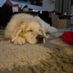 Henri Alén Instagram - Kohta on joulu lusittu🎅🏼➡️🛖 Olipa ihana joulu. Oman pöydän tähtiä oli taikinoitu patee ja syksyllä pikkelöidyt karvarouskut, piipanojan kylmäsavusilakka ja tietty mädit. Koiran kanssa pötkähdellään parin tunnin välein ja lepo kyllä maistuu kohtuu tiukan vuoden jälkeen. 2024 on kohta täällä ja pian pääsee onneksi taas hommiin! #joulutervehdys #kohtajuhannus #jul #fest