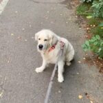 Henri Alén Instagram - Hyvää yrittäjien päivää! Vähän myöhässä postaus kun lenkki venähti. Mut älkää ikinä antako periksi! #nevergiveup #yrittäjienpäivä #seljathedog #dogsofinstagram #goldenretriever #chefstool