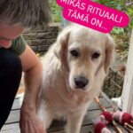 Henri Alén Instagram - Voittajat arvottu! Kiitos kaikille upeista kukkisresepteistä ja kuvista. Tänään Sepettimen kanssa tehtiin tiukka shortlist, ja arvottiin kirjat kahdelle onnelliselle hakupelin avulla. Tietysti puumerkit pistettiin myös ja tällä viikolla saa Kusti polkea. Syökää hyvät ihmiset kukkista, ja kaupat katsokaa että sitä on laareissa myös tarjolla! Onnea voittajille joille on ilmoitettu henk. Koht. Ja mukavaa viikonalkua! #seljankukkis #kivathommat #kukkishommat #iloisetjutut #bingo! #seljathedog