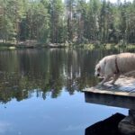 Henri Alén Instagram - Splash! Tämä tarina ei avaamista kaipaa. 100% iloa ilmassa ja vedessä. #seljathedog #hyppy #goldenretriever #dogsofinstagram #retkellä #sienimettä #splash