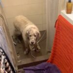 Henri Alén Instagram - Oldies but goldies 🦮 Sairastuvalla poistelin kuvia niin tuli tämä eeppinen klippi vastaan. Selja oli möyrinyt mutaojassa ja rouva pessyt koiran kunnolla. Selppis päätti ampaista suihkusta ja avoimesta takaovesta pihalle ja kuivasi turkkinsa äidin kukkapenkkiin. Tuli uusi suihkureissu. Vaimoa naurattaa ja Selja on ihan että mikäs meno nyt on? #oldies #tb #kesä #seljathedog #goldenretriever #dogsofinstagram