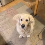 Henri Alén Instagram - Koira sai päättää lenkin! Kiitos tästä mahtavasta ideasta.. #seljathedog #goldenretriever #dogsofinstagram #lenkki #kukapäättää #lyhytlenkki
