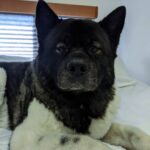 Henry Cavill Instagram - The incomparable Kal. Part dog, part bear, part pig and all soul. For those who don't know, this is Kal, he is an American Akita and he is an absolute gem. I've had him since he was 10 weeks old and we have been through thick and thin together. We actually spend so much time together, I'm not sure who imitates who anymore! And I'm pretty sure he'd be a strong contender for the world record for converting dog haters, takers or leavers, and fearers into dog lovers. #Kal #AmericanAkita
