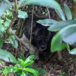 Henry Cavill Instagram - #JunglePig
