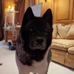 Henry Cavill Instagram - Meal time face. The stare remains unbroken until meal time happens. #Kal #AmericanAkita