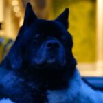 Henry Cavill Instagram - The mighty Kal. #AmericanAkita #Kal