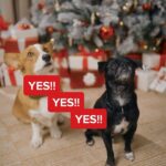 Hilary Duff Instagram - It’s the pawliday season 🎄🎁 #ad Momo & Ham are my perfect angels who never learned to roll their eyes or talk back! That’s why those little babies are getting extra holiday treats! Luckily, @purinatreats and @target are partnering up this holiday season to make bringing joy to our home and pets even easier! Grab your dog and cat treats on your next Target run and show your furry friends some extra love ❤️ #PurinaTreatsPartner #TargetStyle #PurinaPawlidays