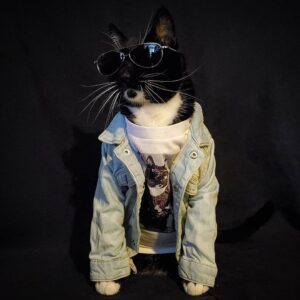 James Cipperly Instagram - Meeeeeow
.
.
.
#baybee #cat #Monday #catsplay #whiskers #mondaysareforthecats