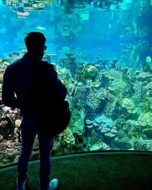 James Cipperly Instagram - King of the Atlantic Ocean
.
.
.
#baybee #monday #baltimore #aquarium #fish #coral #fishtank #nature #ocean #king #posideon #aew #atlantic #all