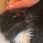Jane Levy Instagram - My cat
