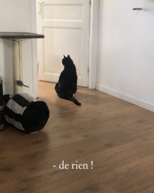 Jean-Baptiste Toussaint Instagram - La scène de la dispute dans Marriage Story mais avec mon chat qui cogne dans le mur.