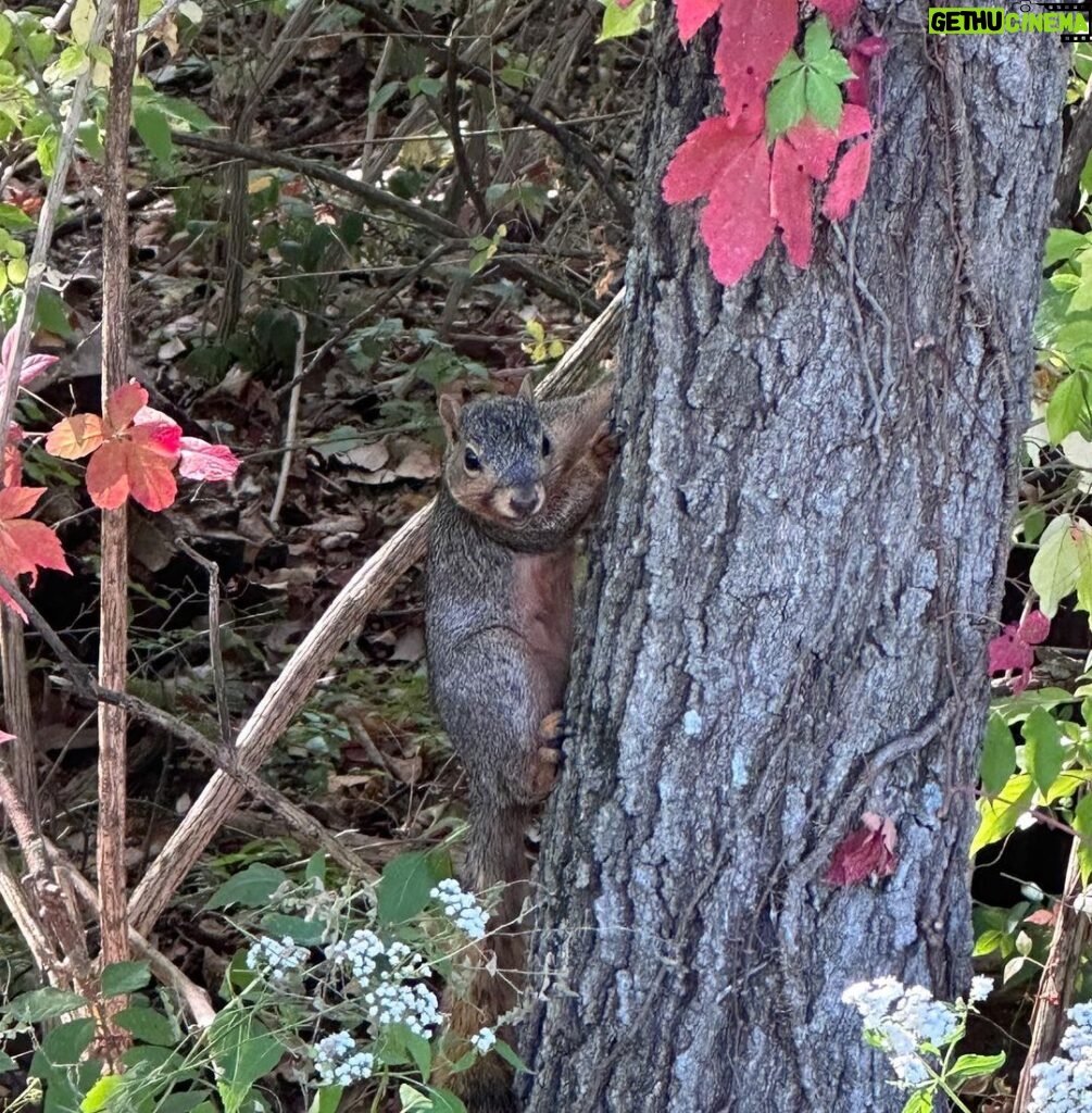 Jen Sutphin Instagram - I’m literally a nature photographer now #deeznuts 🐿️