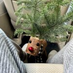 Jennifer Aniston Instagram - Good luck to all the wooden Rudolphs out there 🎄👀❤️