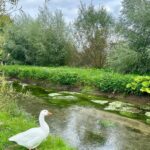 Jennifer Finnigan Instagram – Swan (ok goose) Selfie!!!!! And a bunch of postcard background pics….and more goose. #cotswolds you’re pretty as a picture (or many, many pictures)😍🇬🇧 #uk #bourtononthewater #slaughters Bourton-On-The-Water, Cotswold