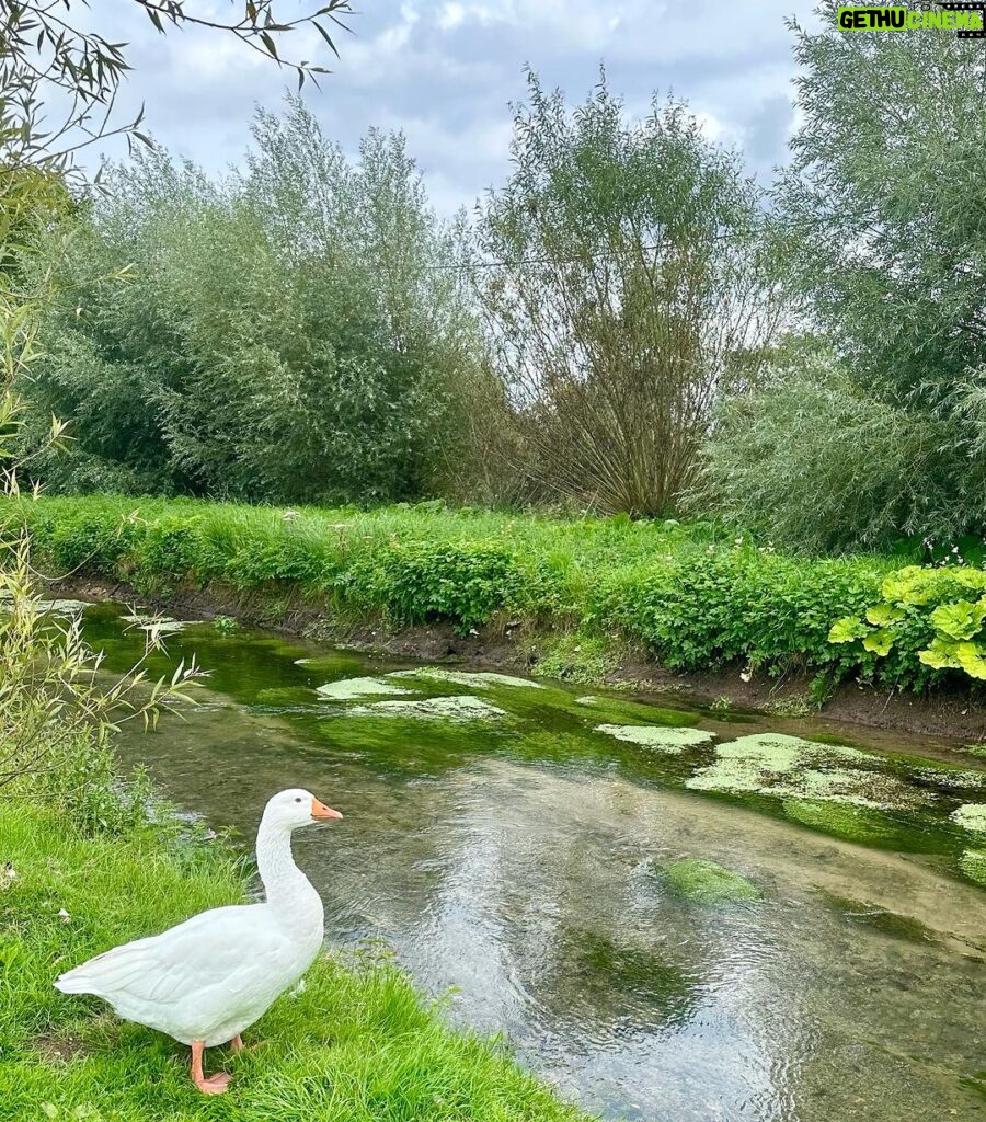 Jennifer Finnigan Instagram - Swan (ok goose) Selfie!!!!! And a bunch of postcard background pics….and more goose. #cotswolds you’re pretty as a picture (or many, many pictures)😍🇬🇧 #uk #bourtononthewater #slaughters Bourton-On-The-Water, Cotswold