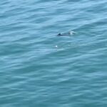 Jennings Brower Instagram - Baby Shark Do Do, Do Do-Do-Do!🦈😂 Malibu Pier