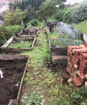Jerrika Hinton Instagram - I have been bouncing back and forth (at home, ofc) between Madame QuaranTina Turner and Pioneer Mountain Woman. Y’all look at this overhaul I did to my garden ALL BY MYSELF!!! 💪🏾💥💪🏾💥💪🏾 (This gets a permanent spot on the timeline 🏆)