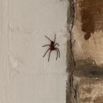 Jessica Gomes Instagram - low fi - low key 🕷️ Australia