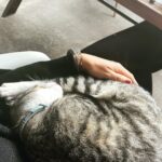 Jessica Schwarz Instagram - Wenn die Mutti wieder zu Hause ist 😻 #catlovers#elizabete#mauz Portugal