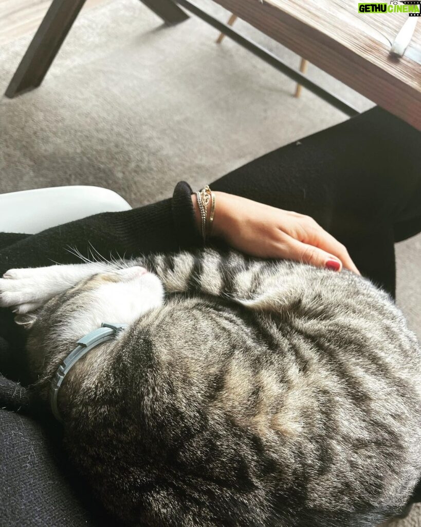 Jessica Schwarz Instagram - Wenn die Mutti wieder zu Hause ist 😻 #catlovers#elizabete#mauz Portugal