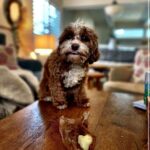 Jessica St. Clair Instagram - Cookie butter. @cookiecalicavapoo