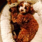 Jessica St. Clair Instagram - Bedtime for Cookie. @cookiecalicavapoo