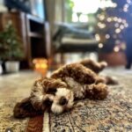 Jessica St. Clair Instagram - Let's all find some tree time today if we can... @cookiecalicavapoo