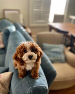 Jessica St. Clair Instagram - Cookie content @pawtastic.doodles