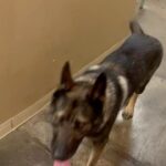 Jim Belushi Instagram - Don’t forget my little buddy! 🐕 Thank you New Mexico!!