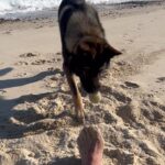 Jim Belushi Instagram - Dog days of summer!
