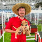 Jimmy Donaldson Instagram – We rescued 100 abandoned dogs from the streets and kill shelters then ran a statewide campaign to find them a home :D