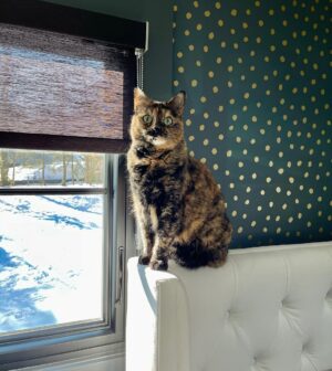 John Colaneri Instagram - The past couple of days have been tough for our family since we had to say goodbye to our family cat Luna.  Almost 8 years ago Jenn rescued her after the original owners passed away. I was 100% against bringing home a grown cat since I had no clue what to expect.  Luna was the most loving cat I have ever been around. She would always want her belly rubbed (literally fell on her side) snuggled up to us when we got in bed, and would be at my feet every morning when I would leave for the gym.  She became part of our family and loved to be around us at all times.  I will never forget all the great memories we have had with her. I never thought I would get this emotional over a cat, but she completed our family and gave us some great memories.  Rest in peace Luna girl ❤️.