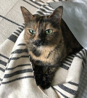 John Colaneri Instagram - The past couple of days have been tough for our family since we had to say goodbye to our family cat Luna.  Almost 8 years ago Jenn rescued her after the original owners passed away. I was 100% against bringing home a grown cat since I had no clue what to expect.  Luna was the most loving cat I have ever been around. She would always want her belly rubbed (literally fell on her side) snuggled up to us when we got in bed, and would be at my feet every morning when I would leave for the gym.  She became part of our family and loved to be around us at all times.  I will never forget all the great memories we have had with her. I never thought I would get this emotional over a cat, but she completed our family and gave us some great memories.  Rest in peace Luna girl ❤️.