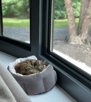 John Colaneri Instagram - The past couple of days have been tough for our family since we had to say goodbye to our family cat Luna.  Almost 8 years ago Jenn rescued her after the original owners passed away. I was 100% against bringing home a grown cat since I had no clue what to expect.  Luna was the most loving cat I have ever been around. She would always want her belly rubbed (literally fell on her side) snuggled up to us when we got in bed, and would be at my feet every morning when I would leave for the gym.  She became part of our family and loved to be around us at all times.  I will never forget all the great memories we have had with her. I never thought I would get this emotional over a cat, but she completed our family and gave us some great memories.  Rest in peace Luna girl ❤️.