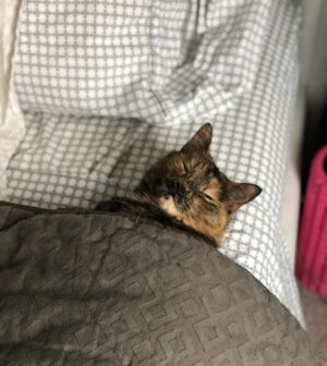 John Colaneri Instagram - The past couple of days have been tough for our family since we had to say goodbye to our family cat Luna.  Almost 8 years ago Jenn rescued her after the original owners passed away. I was 100% against bringing home a grown cat since I had no clue what to expect.  Luna was the most loving cat I have ever been around. She would always want her belly rubbed (literally fell on her side) snuggled up to us when we got in bed, and would be at my feet every morning when I would leave for the gym.  She became part of our family and loved to be around us at all times.  I will never forget all the great memories we have had with her. I never thought I would get this emotional over a cat, but she completed our family and gave us some great memories.  Rest in peace Luna girl ❤️.