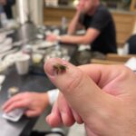 John Dolmayan Instagram - This Bee has been sitting on my thumb for 20 min , then there’s @shavoodadjian who has been card dead for an hour